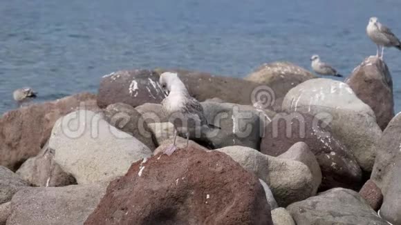 海鸥岩海视频的预览图