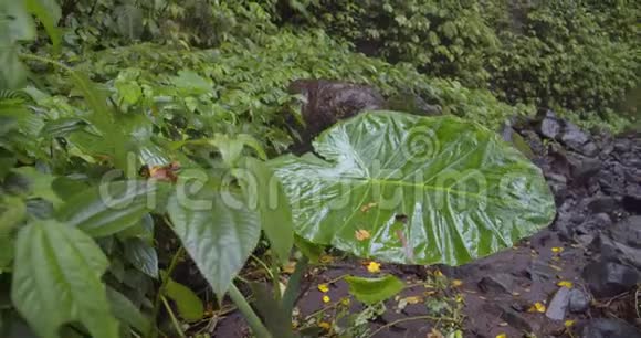 湿润的树叶特写令人惊叹的热带丛林野生动物白天明媚的雨林景观视频的预览图