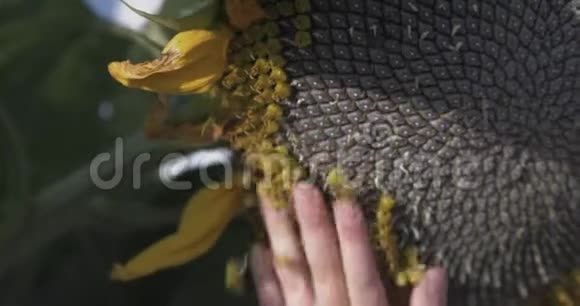 一只手握着美丽的大葵视频的预览图