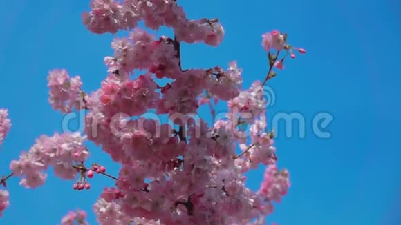 樱花的枝条视频的预览图