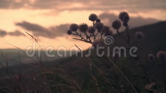 在群山日落和蓬松的云层的背景下野草在风中摇曳视频的预览图