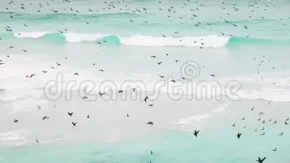 在南非开普敦大西洋沿岸的海浪中飞行和潜水捕鱼的海鸟视频的预览图
