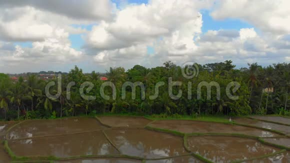 美丽的空中全景水稻被水覆盖周围是棕榈树前往巴厘概念视频的预览图