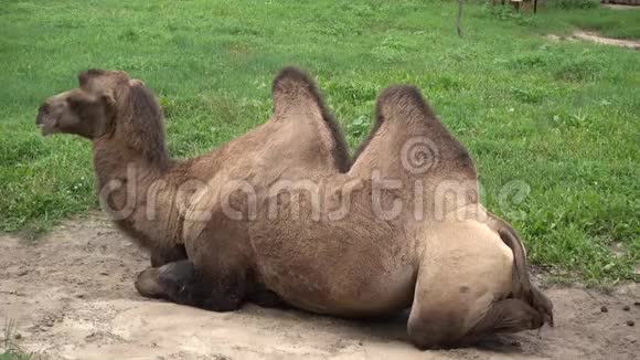 疲惫的骆驼休息动物背景视频的预览图