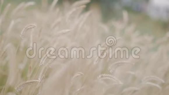 黎明时的麦田麦穗在风中摇曳风把小穗向不同的方向摆动视频的预览图
