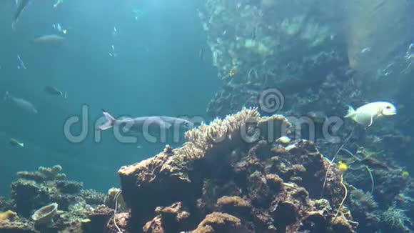 4K海洋馆珊瑚礁水下观鱼种视频的预览图