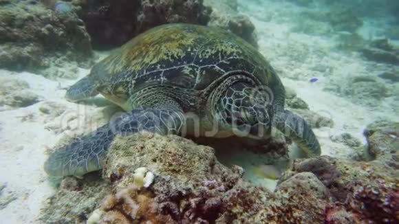 菲律宾水下绿海龟视频的预览图