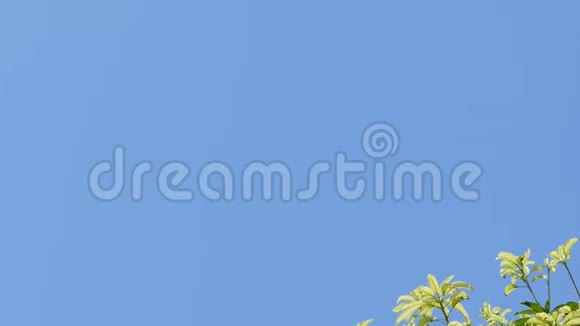 多利的树梢和蓝天视频的预览图