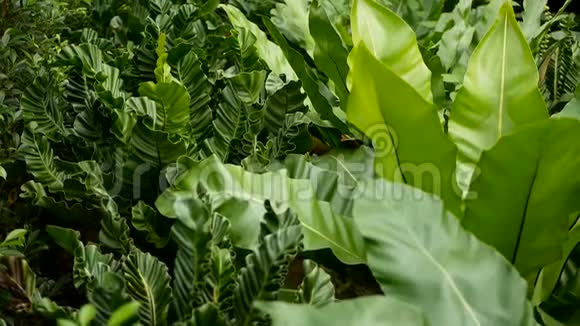 鸟巢蕨蕨类植物野生乐园热带雨林丛林植物为天然花卉背景抽象纹理视频的预览图