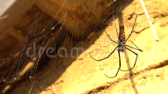 4台北一座宅山中的一只雌性巨木蜘蛛视频的预览图