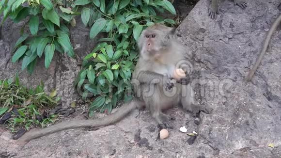 猴子吃偷来的煮鸡蛋野猴子坐在路上吃煮蛋视频的预览图
