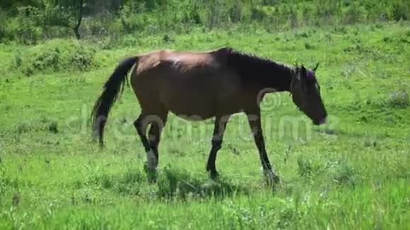怀孕的马在田野里放牧视频的预览图