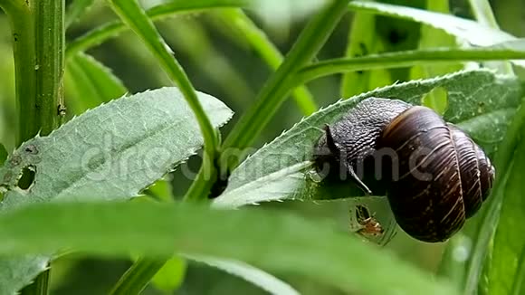 好奇的蜗牛坐在绿叶上视频的预览图