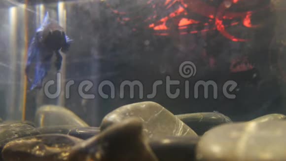 贝塔暹罗蓝黑斗鱼美丽的家水族馆视频的预览图