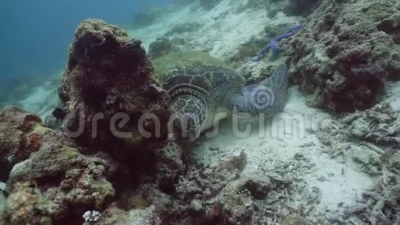菲律宾水中绿海龟视频的预览图