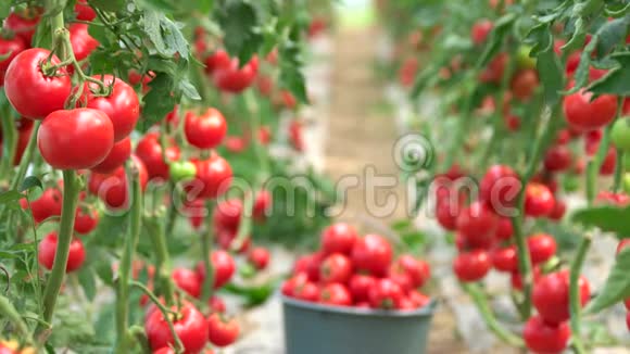 绿色的枝条成熟的红色西红柿视频的预览图