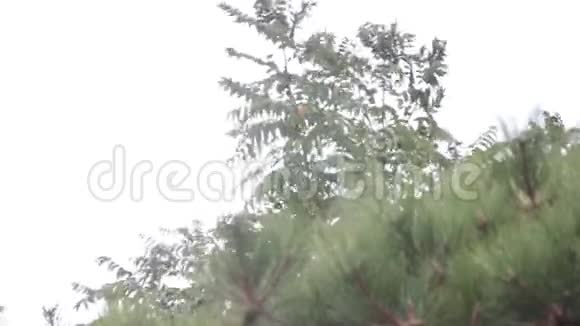树在狂风暴雨中避暑视频的预览图