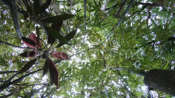 4只卡帕拉斯松鼠在竹林里散步感到好奇视频的预览图