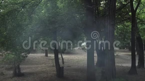 在一片绿色的森林中间吸烟森林防火安全的概念视频的预览图