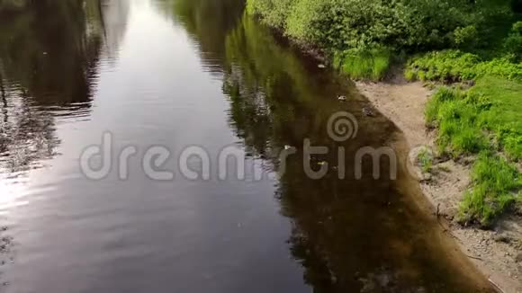 成群的野鸭在公园里的河里游泳和潜水捕鱼视频的预览图