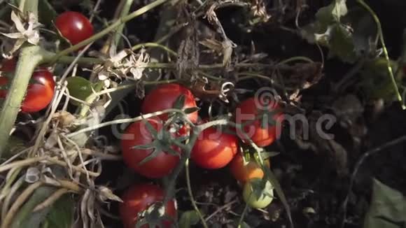 一个成熟的红色有机西红柿的慢镜头视频的预览图