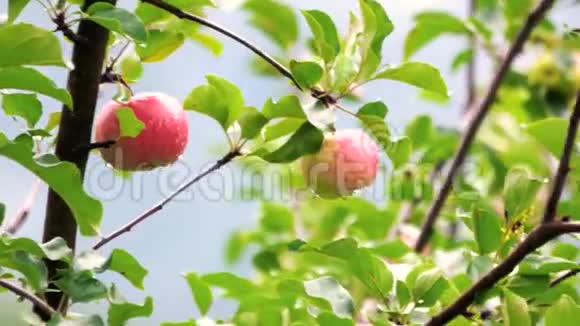 雨后有苹果的苹果树枝视频的预览图
