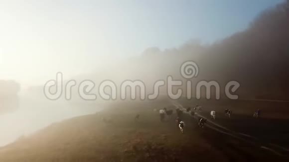 在一个雾蒙蒙的早晨在荷兰农村放牛视频的预览图