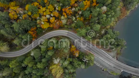 一条沿海公路蜿蜒穿过一片有秋树的常绿森林的空中镜头4K24FPS视频的预览图