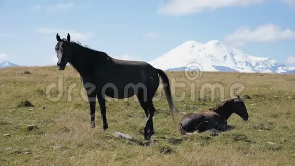 在北高加索的高山牧场上疯狂放牧的黑马和黑驹农场采矿概念视频的预览图