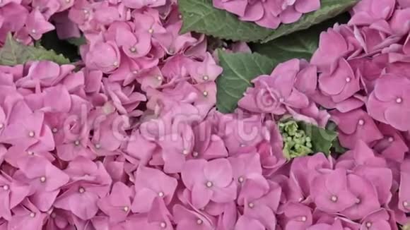 华丽茂盛美丽的粉色绣球花近景尽收眼底婚礼背景情人节概念视频的预览图
