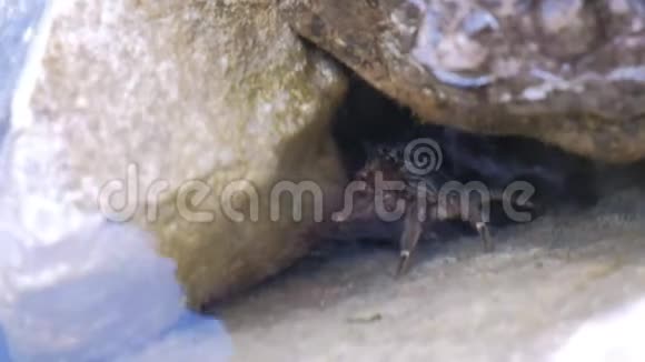 海蟹躲在石头中间视频的预览图