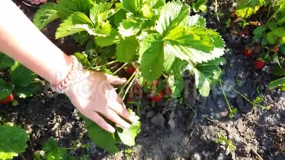 从植物中摘熟草莓的青少年手的特写视频的预览图