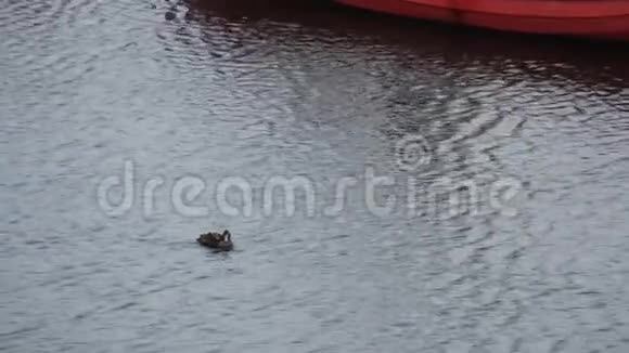 鸭子在远洋船上游泳视频的预览图