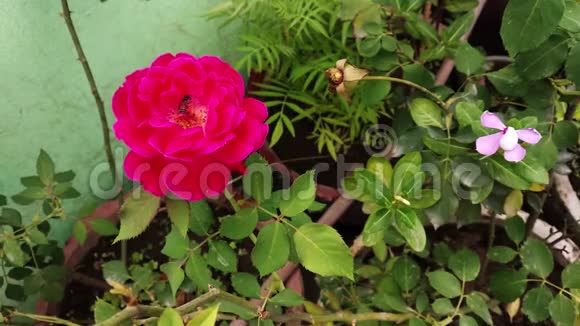 蜜蜂在美丽的玫瑰中提取花蜜蜜蜂工作花玫瑰红玫瑰花虫视频的预览图