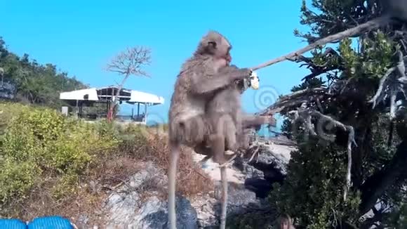 猴子是一棵树视频的预览图
