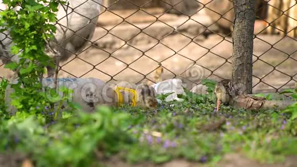 许多可爱的黄鸡在塑料瓶附近寻找食物环境污染视频的预览图