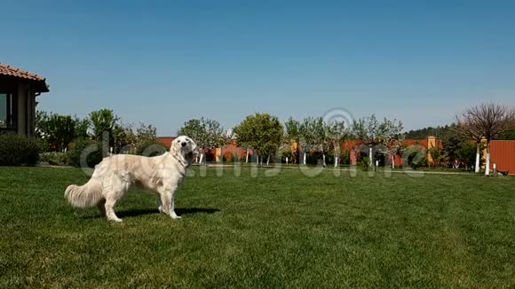 夏天白狗在草地上蹦蹦跳跳地抓住一个圆圆的紫罗兰花箍视频的预览图