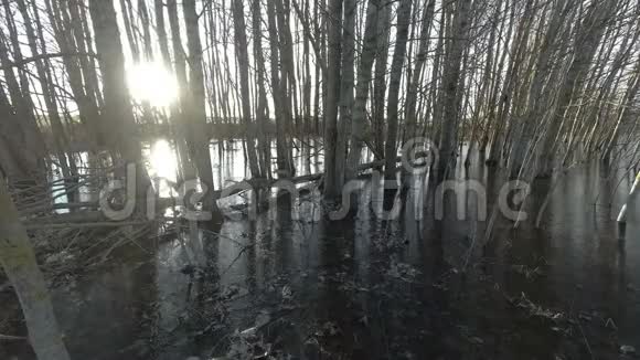 冰冻的泉水在森林和阳光中流逝视频的预览图