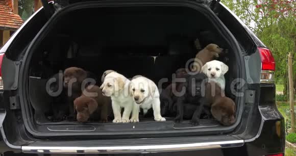 黄色棕色和黑色拉布拉多猎犬汽车后备箱里的小狗法国诺曼底慢动作视频的预览图