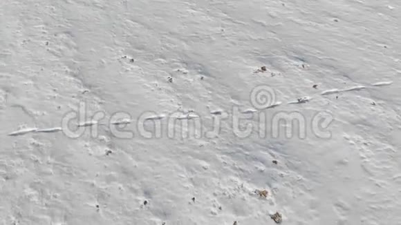 一片雪域的空中俯视雪中有未知的痕迹冬季步行背景开口框4k视频的预览图