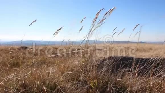 金色田野背景上干燥的穗状花序有蓝天和山脉太阳照耀着蓝天秋天的山景视频的预览图