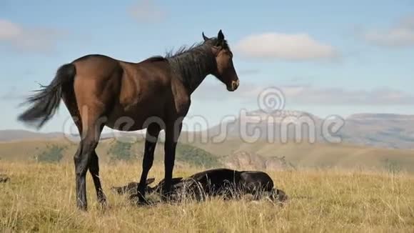 一匹棕色和黑色的马在一片高山草地上觅食周围是一群小驹农场马匹养殖视频的预览图