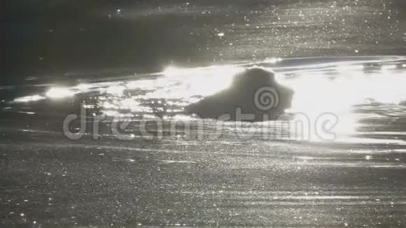 英国公鸡猎犬正在池塘里游泳视频的预览图