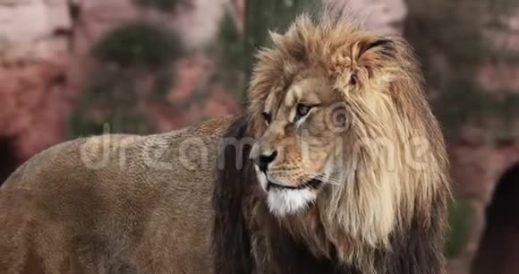 狮子和母狮在一起视频的预览图