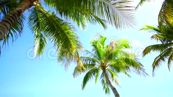 夏日椰子树低角度阳光照耀蓝色海洋视频的预览图