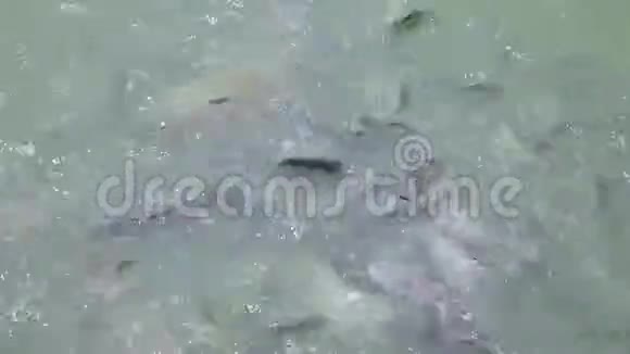 池塘里有许多鲶鱼在来回游动视频的预览图