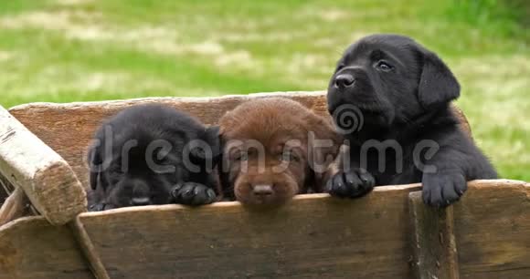 拉布拉多猎犬棕色和黑色小狗在手推车诺曼底在法国慢动作视频的预览图