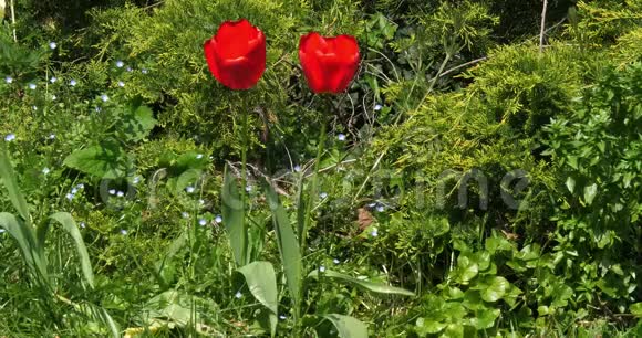 花园里的红色郁金香法国的诺曼底慢动作视频的预览图