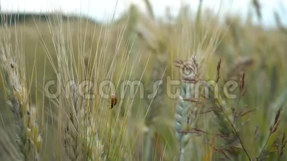 一只小瓢虫爬在麦穗上在夏天的一天在田野里随风摇摆视频的预览图