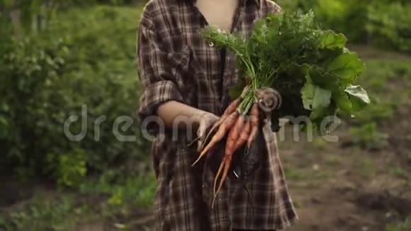 农民手里拿着一堆新鲜的有机胡萝卜和甜菜蔬菜在日落的光线下生态农场里滴着水滴视频的预览图